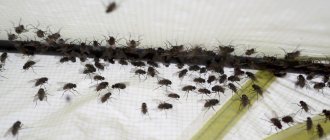 What means of combating midges exist?
