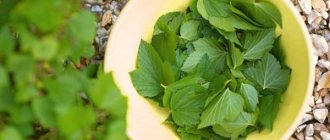 Когда собирать листья смородины для чая: руководство для новичка