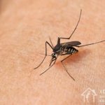 Mosquitoes are dangerous insects whose bites cause itching, redness and the development of an allergic reaction. To avoid problems, it is important to know how to get rid of pests 