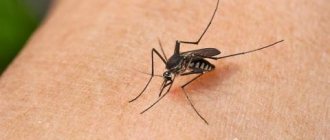 Mosquitoes are dangerous insects whose bites cause itching, redness and the development of an allergic reaction. To avoid problems, it is important to know how to get rid of pests 