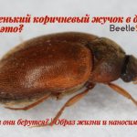 Carpet beetle