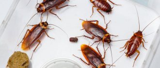 Who eats cockroaches