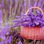 Lavender smells great and repels moths