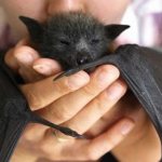 Bats at home: about living conditions, food and taming