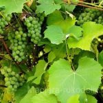 Листья винограда на виноградной лозе