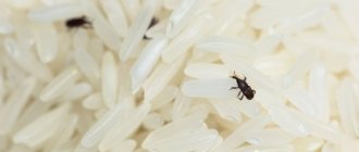 Small bugs in cereals spoil the product and make it unfit for consumption