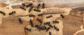 Матка с рабочими муравьями