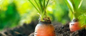 Морковка на грядке