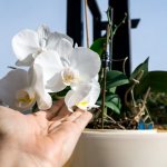 Is it possible to replant orchids during flowering, when and how to replant flowering orchids