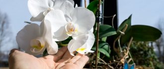 Is it possible to replant orchids during flowering, when and how to replant flowering orchids