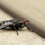 Flies can be carriers of dangerous diseases