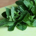 Mint against mice