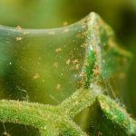 Spider mites on indoor plants