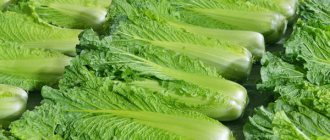 Chinese cabbage