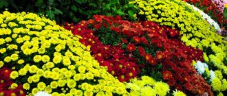 Transplanting chrysanthemums to another place in the fall