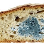 Mold inside bread