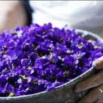 Useful properties of violets