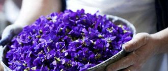 Useful properties of violets