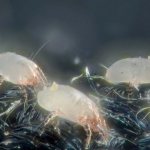 Bed mites: how to identify and how to remove parasites