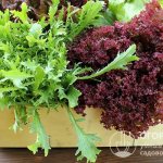 The methods below are suitable for storing different types of lettuce (iceberg, romaine, corn, frisse, spinach, chard and others)