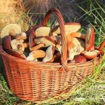 Разгар грибного сезона – самое время заготавливать грибы на зиму