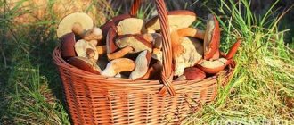 The height of the mushroom season is the time to harvest mushrooms for the winter
