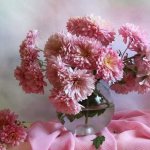розовые срезанные хризантемы в вазе