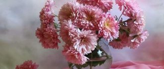 розовые срезанные хризантемы в вазе