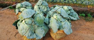 Cabbage collection