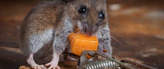 It is believed that rats and mice love cheese most of all, but let&#39;s find out if this is true and which baits work best in practice...