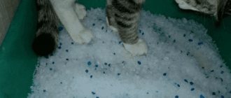 Silica gel in the cat litter box