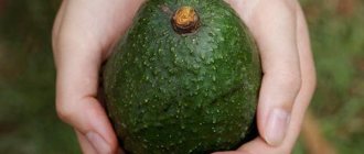 Ripe avocado fruit