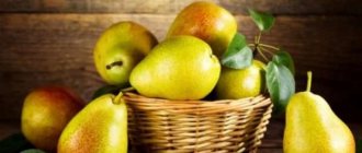 Methods for storing pears at home: conditions, temperature and shelf life of pears