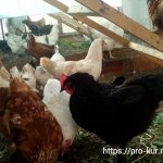 Ways to get rid of odor in a chicken coop.