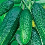 Ways to preserve the beneficial properties of cucumbers