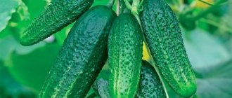 Ways to preserve the beneficial properties of cucumbers