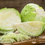 Among the variety of species, white cabbage is rightfully considered a traditional Russian vegetable, from which several hundred dishes can be prepared