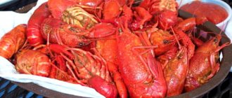 Freshly cooked crayfish is a tasty and healthy dish. Eg 