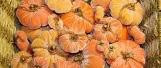 plush pumpkins