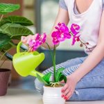 orchid care in winter