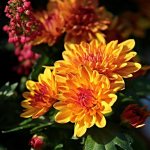 Caring for cut chrysanthemums