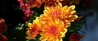 Caring for cut chrysanthemums