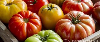 В домашних условиях можно хранить и спелые, и недозревшие томаты
