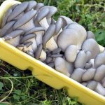 Oyster mushroom storage