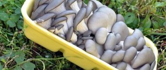 Oyster mushroom storage