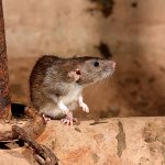 Let&#39;s find out how you can effectively fight rats in your home...