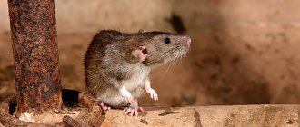 Выясняем, как можно эффективно бороться с крысами в доме...