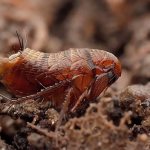 Ground fleas. Means for destruction in the yard, house, greenhouse, garden bed 