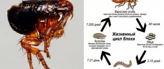 Life cycle of a flea