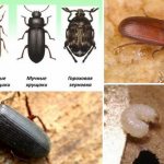 Bugs that grow in cereals
